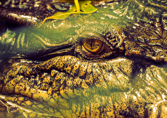 Ancient Watcher — fine art close-up photograph of a saltwater crocodile's eye just above the waterline with extraordinary detail in the golden amber eye and dark olive and gold patterned scales, archival Australian wildlife print