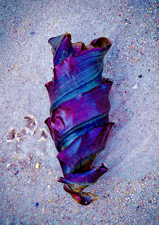 Baby Shark Egg — fine art photograph of an iridescent purple and blue shark egg case on wet sand, archival coastal nature print