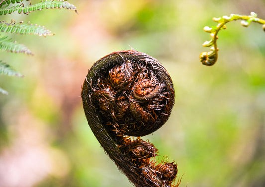 Begin — fine art macro photograph of an unfurling silver fern koru frond with rich dark brown and copper tones against a soft green and blush bokeh background, archival botanical print