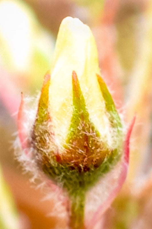 Butter Bud — fine art macro photograph of a flower bud with warm butter yellow, peach, blush pink and sage green tones in a soft dreamy style, archival botanical print