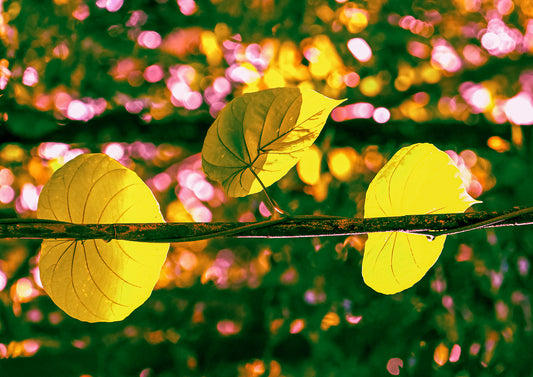 Daintree Vine — fine art photograph of luminous yellow-green tropical vine leaves backlit against a lush bokeh background of deep green, gold and pink, archival botanical print