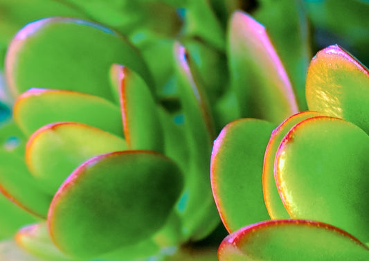 Good Luck — fine art macro photograph of a jade plant with plump glossy green leaves and glowing red-orange and pink edges, archival botanical print