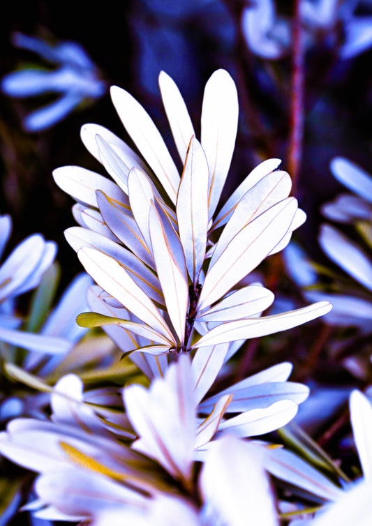 Husky Banksia — fine art close-up photograph of silvery-white banksia leaves radiating outward against a moody dark background with cool blue and purple tones, archival Australian botanical print