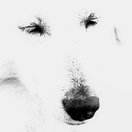 Mystery — fine art black and white close-up portrait of a white Maremma sheepdog with ethereal high-key tones, archival animal portrait print