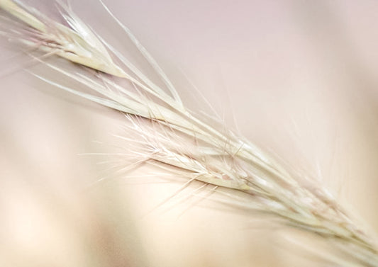 Soft Stillness — fine art soft-focus macro photograph of dried grass stems in a delicate palette of cream, blush, ivory and warm white, archival botanical print