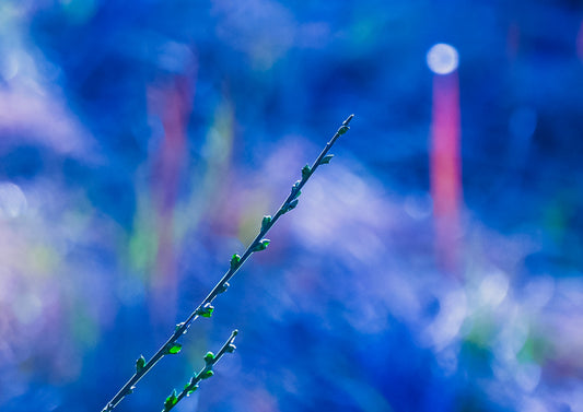 Towards The Light — fine art botanical photograph of a delicate budding stem against a dreamy deep blue and coral bokeh background, archival print
