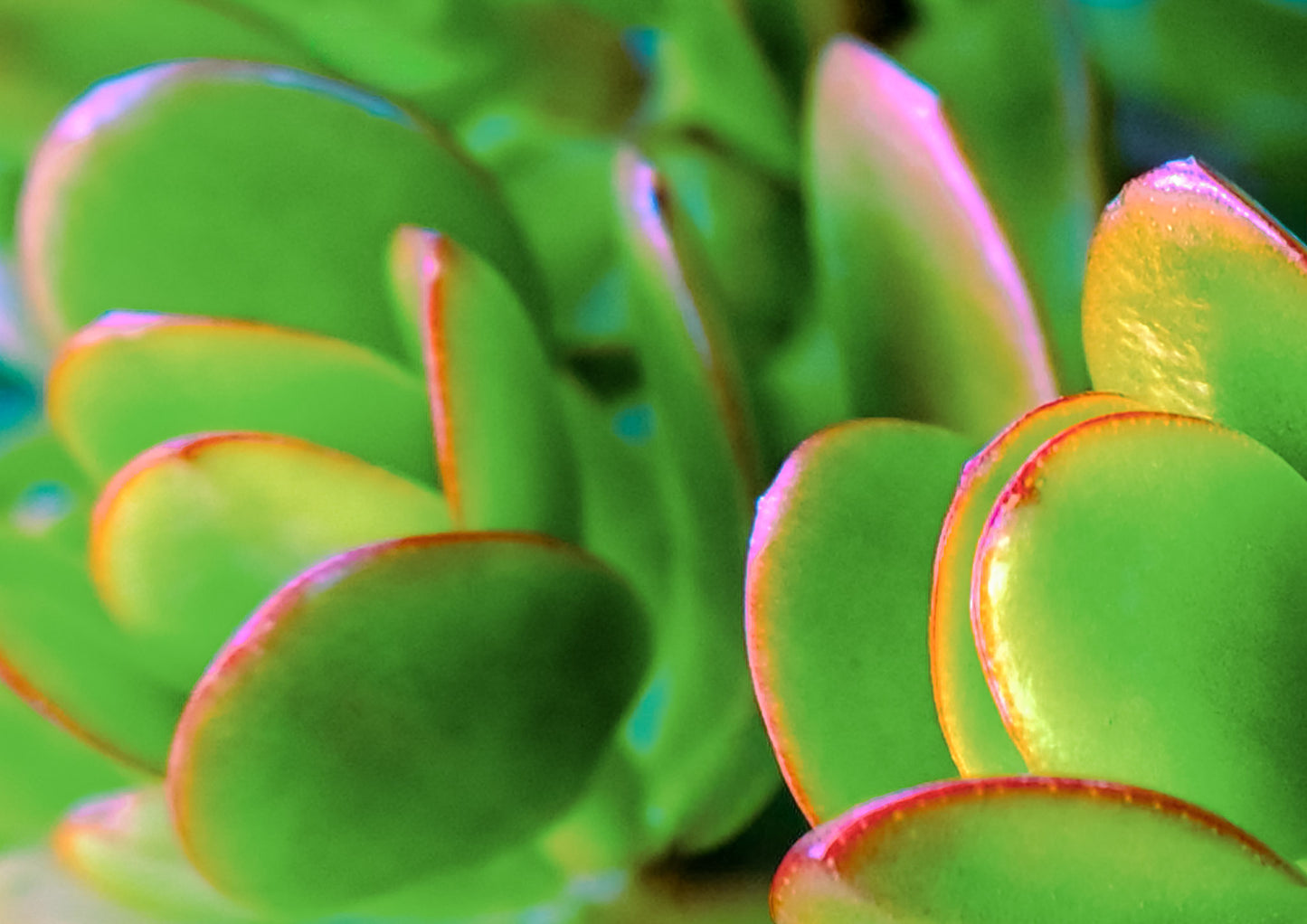 Good Luck — Botanical Fine Art Print