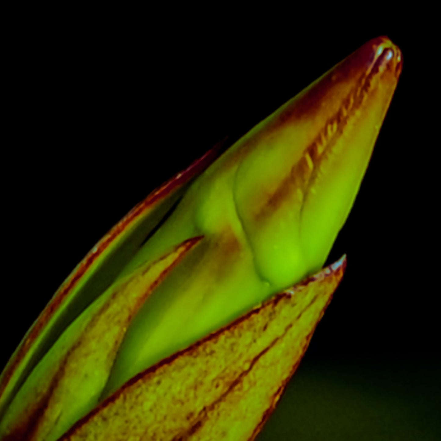 Hey Bud — Contemporary Botanical Fine Art Print