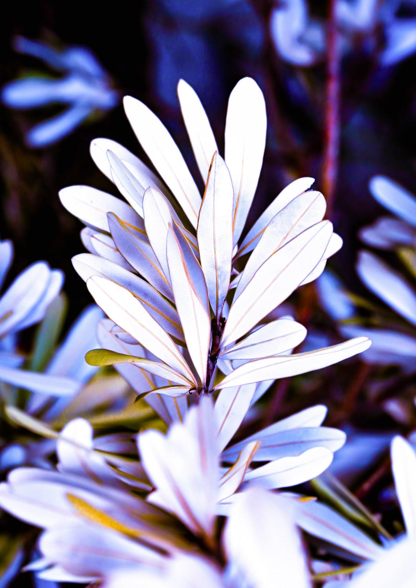 Husky Banksia — Coastal Botanical Fine Art Print