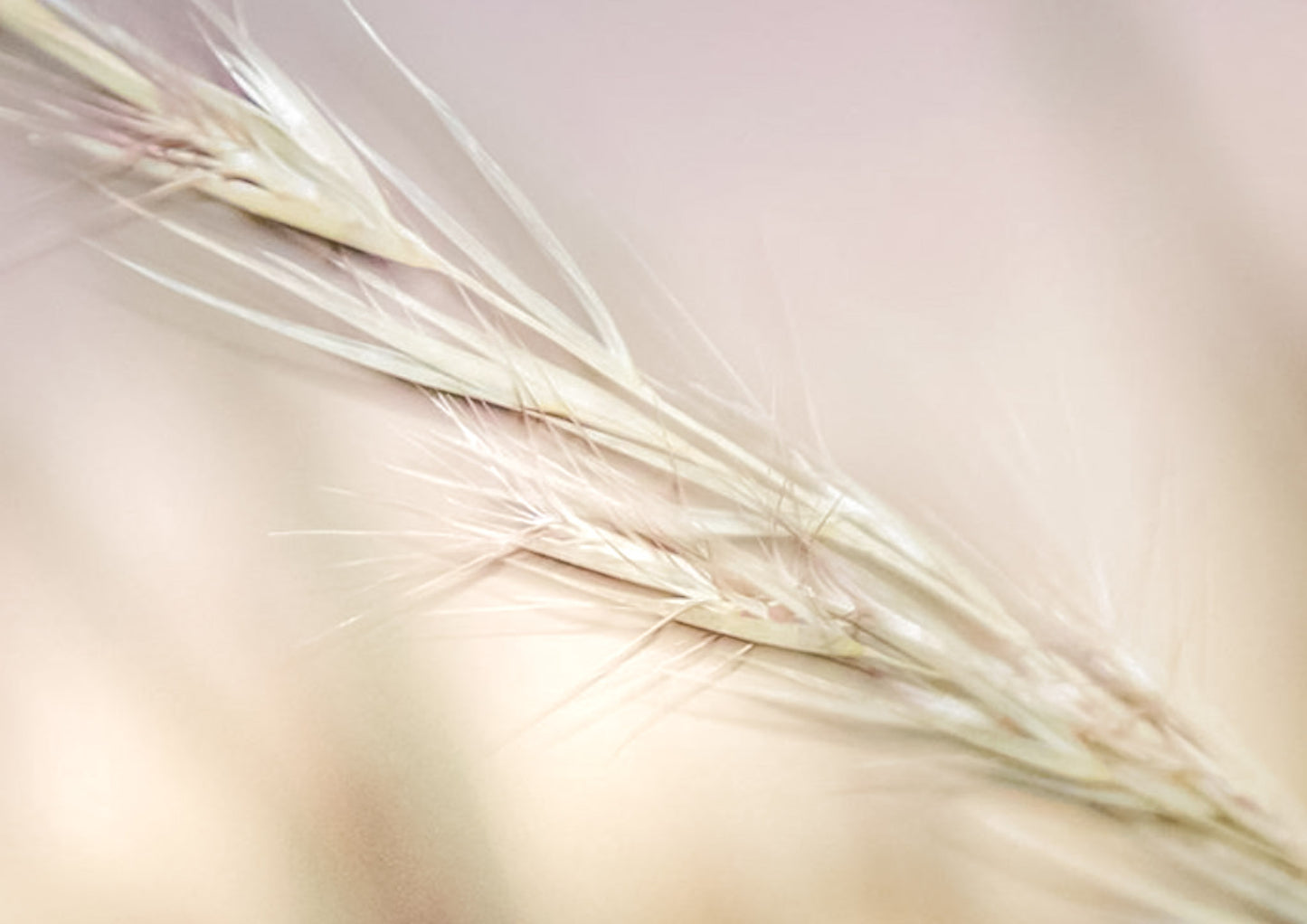 Soft Stillness – Fine Art Print