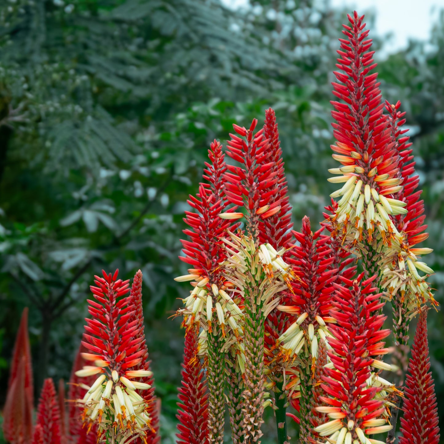 Torch Garden fine art print – Kniphofia red hot poker flowers with deep green foliage, botanical wall art by Rowoo Design