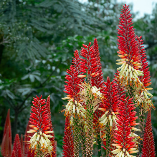 Torch Garden fine art print – Kniphofia red hot poker flowers with deep green foliage, botanical wall art by Rowoo Design