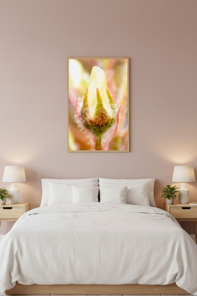Butter Bud botanical fine art print in a thin timber frame on a warm blush feature wall in a sophisticated contemporary bedroom — unframed botanical wall art