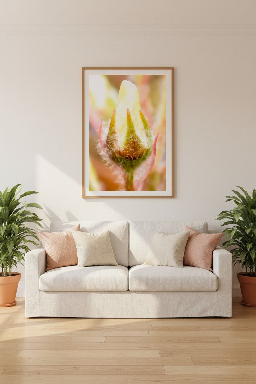 Butter Bud botanical fine art print in a thin timber frame above a white linen sofa in a bright warm Australian living room with blush and cream accents — unframed wall art