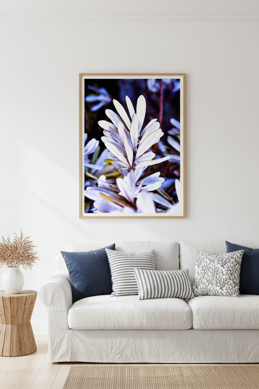 Husky Banksia coastal botanical fine art print in a thin timber frame above a white linen sofa in a bright coastal Australian living room with navy accents — unframed wall art