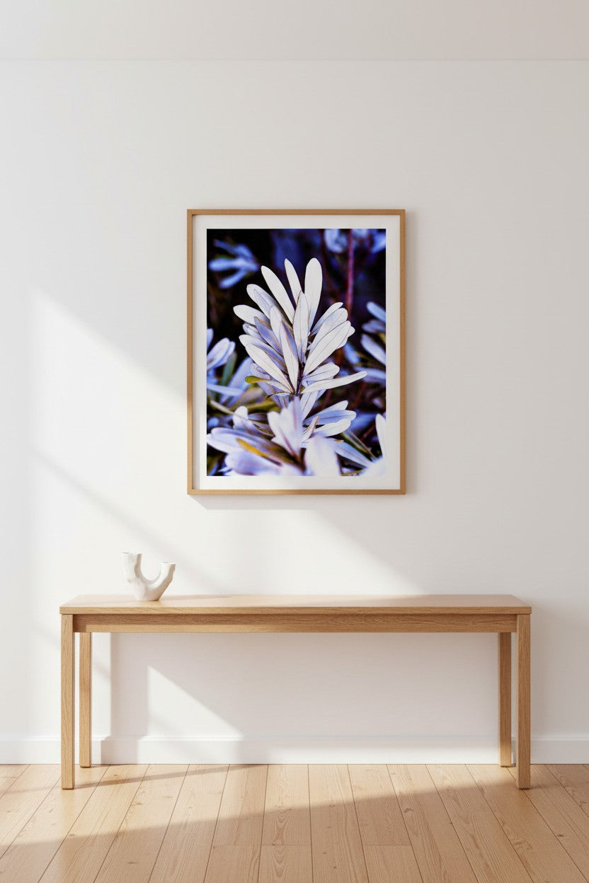 Husky Banksia coastal botanical fine art print in a thin timber frame in a bright minimalist hallway above a timber console table — unframed Australian botanical portrait wall art