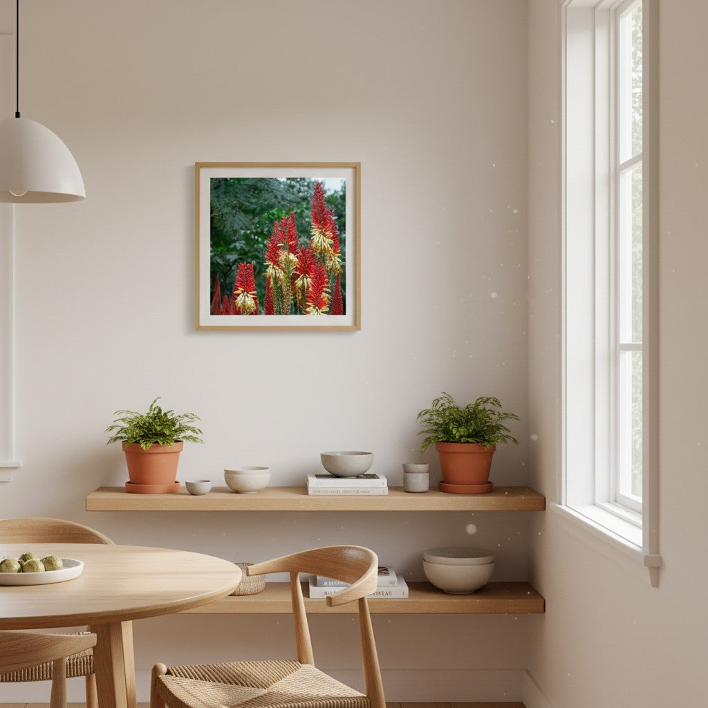 Torch Garden Kniphofia fine art print in a warm Australian kitchen dining nook with terracotta accents — unframed botanical print